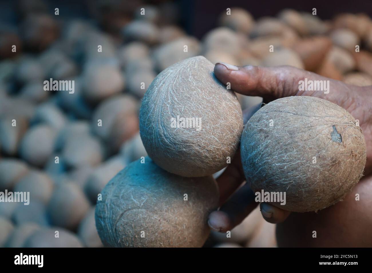 'Bénédictions de la nature'. Coco Balls.Here un ouvrier tenant la balle après avoir enlevé les coquilles par couteau. Il est consommé par les Indiens pour son bienêtre de santé Banque D'Images
