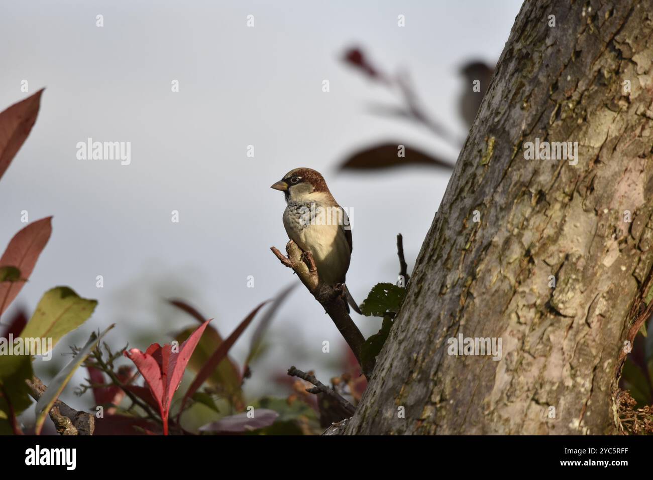 Male House Moparrow (passer domesticus) perché sur une brindille courte, à gauche du tronc, prise au crépuscule au milieu du pays de Galles, Royaume-Uni en automne Banque D'Images