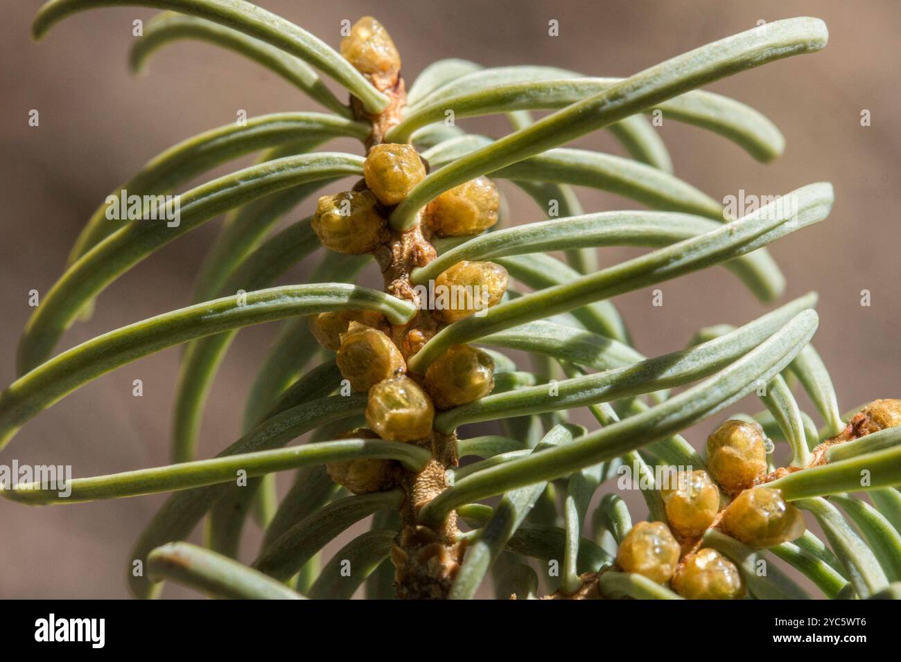 Colorado White Fir (Abies concolor concolor) Plantae Banque D'Images