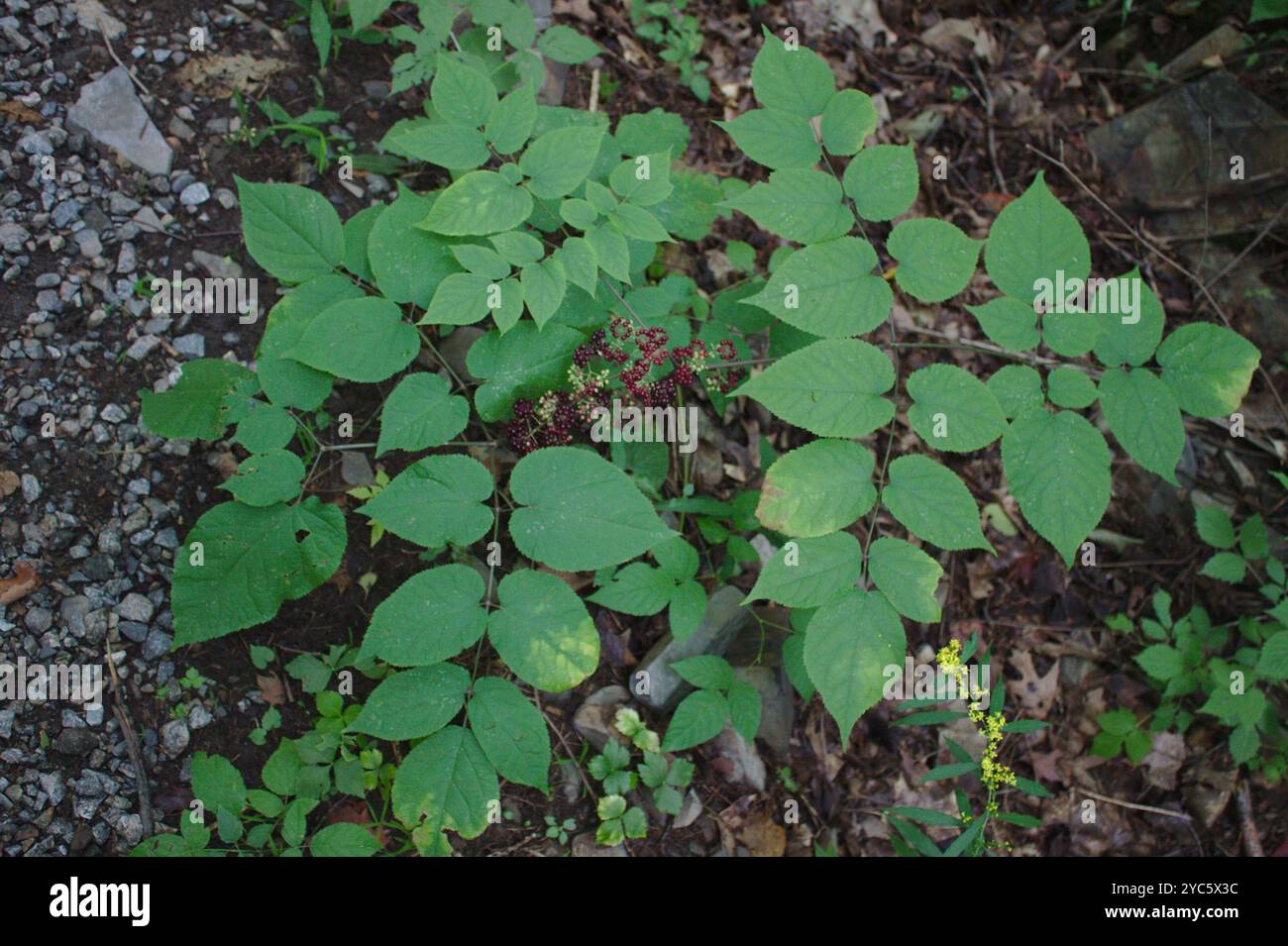 Spikenard américain (Aralia racemosa) Plantae Banque D'Images