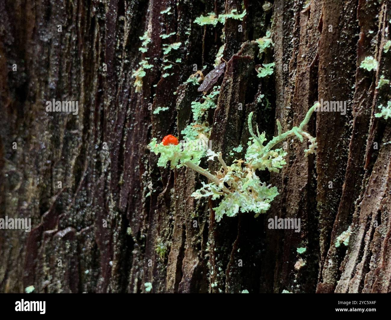 Soldats jouets (Cladonia bellidiflora) champignons Banque D'Images