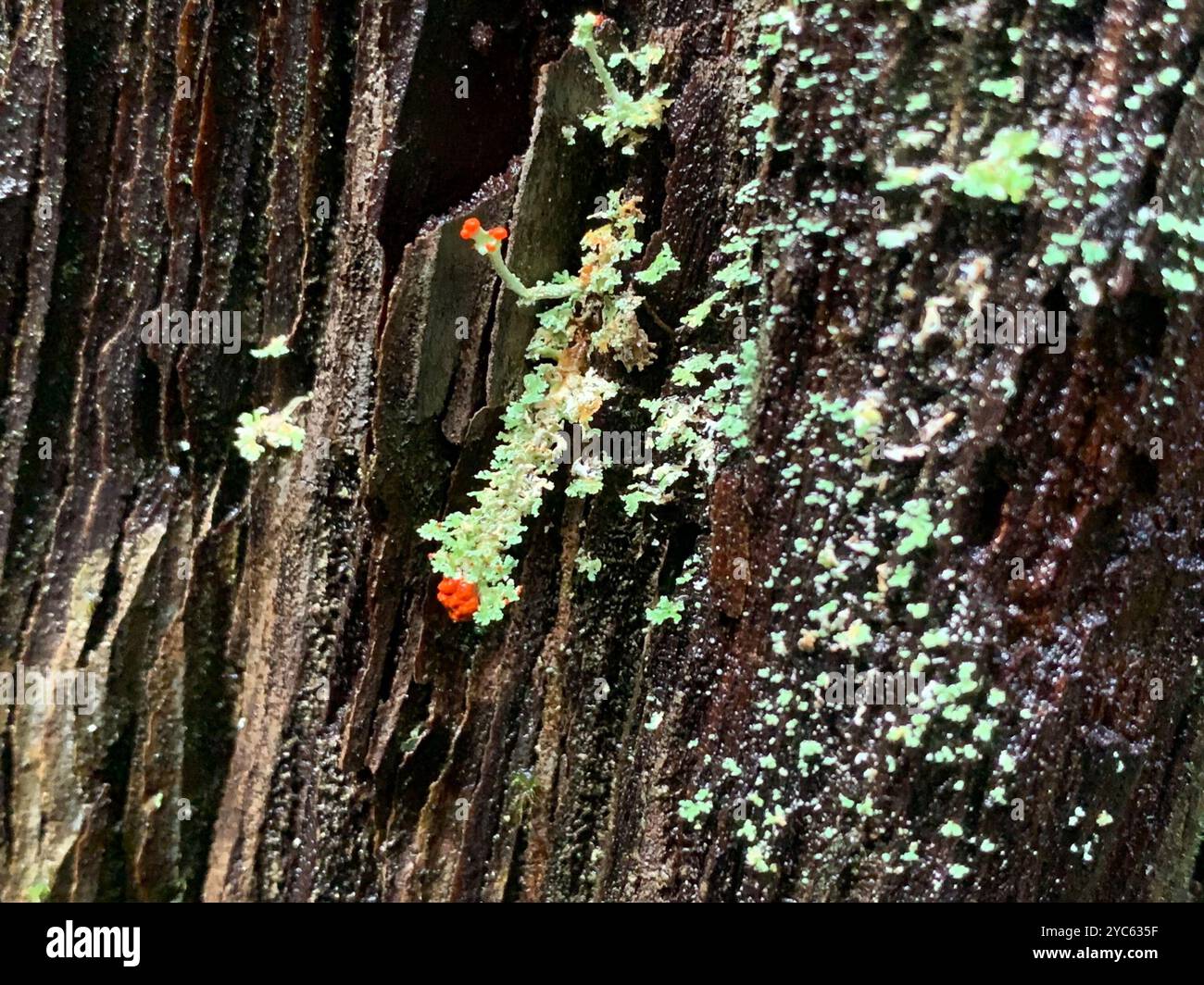 Soldats jouets (Cladonia bellidiflora) champignons Banque D'Images