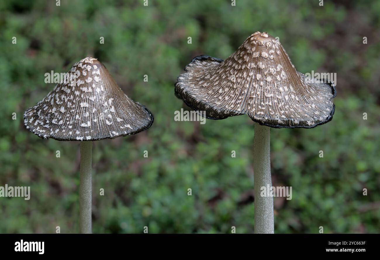 Champignons magpie (Coprinopsis picacea) poussant au début de l'automne dans le centre de la Virginie Banque D'Images