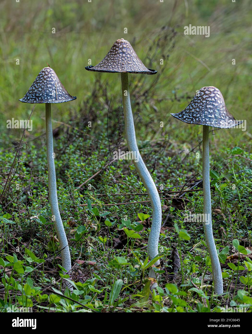 Champignons magpie (Coprinopsis picacea) poussant au début de l'automne dans le centre de la Virginie Banque D'Images