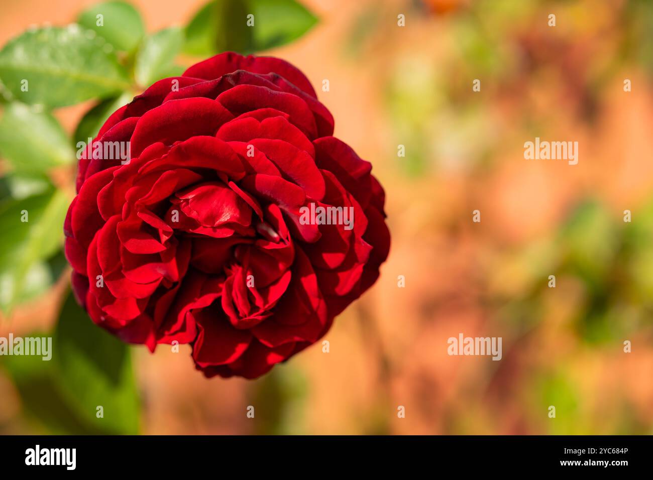Belle rose rouge fleurissant sous la lumière chaude du soleil dans un jardin, avec des feuilles vertes vibrantes et un fond doux Banque D'Images