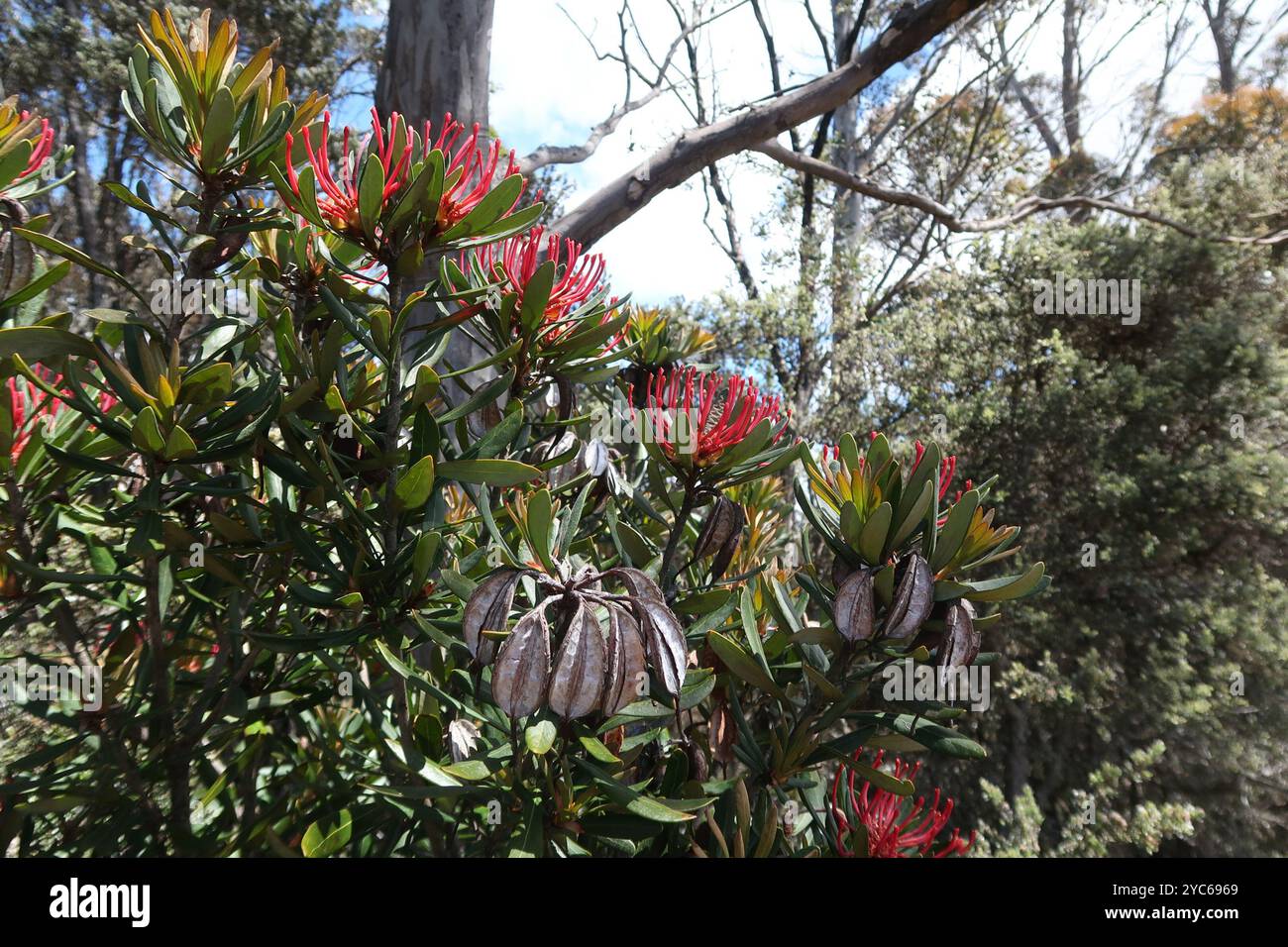 Waratah de Tasmanie (Telopea truncata) Plantae Banque D'Images