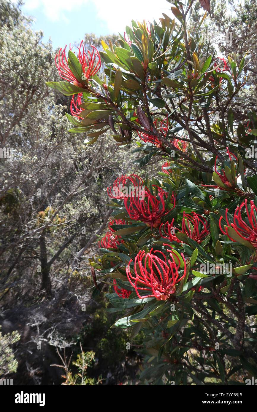 Waratah de Tasmanie (Telopea truncata) Plantae Banque D'Images