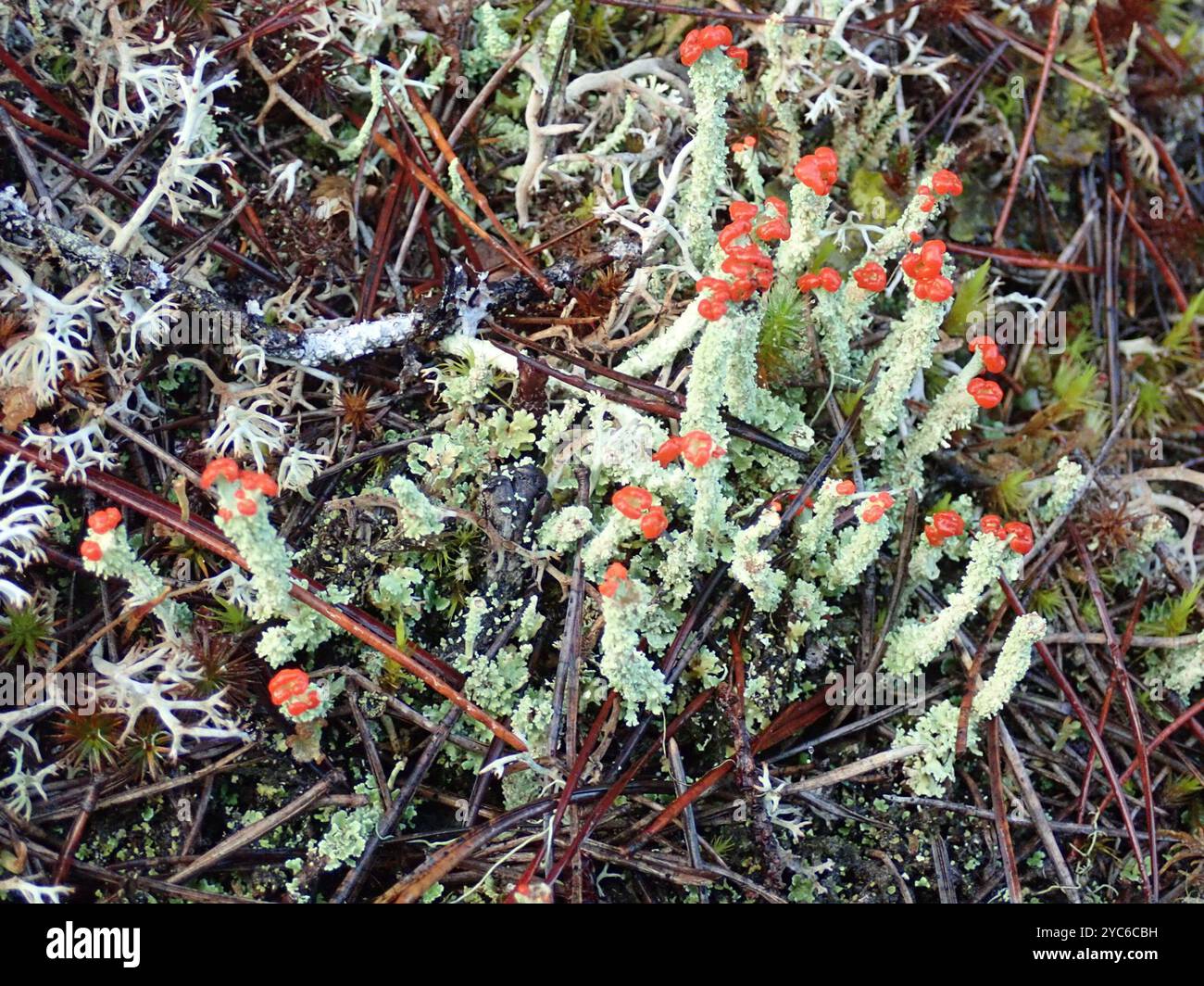 Soldats jouets (Cladonia bellidiflora) champignons Banque D'Images