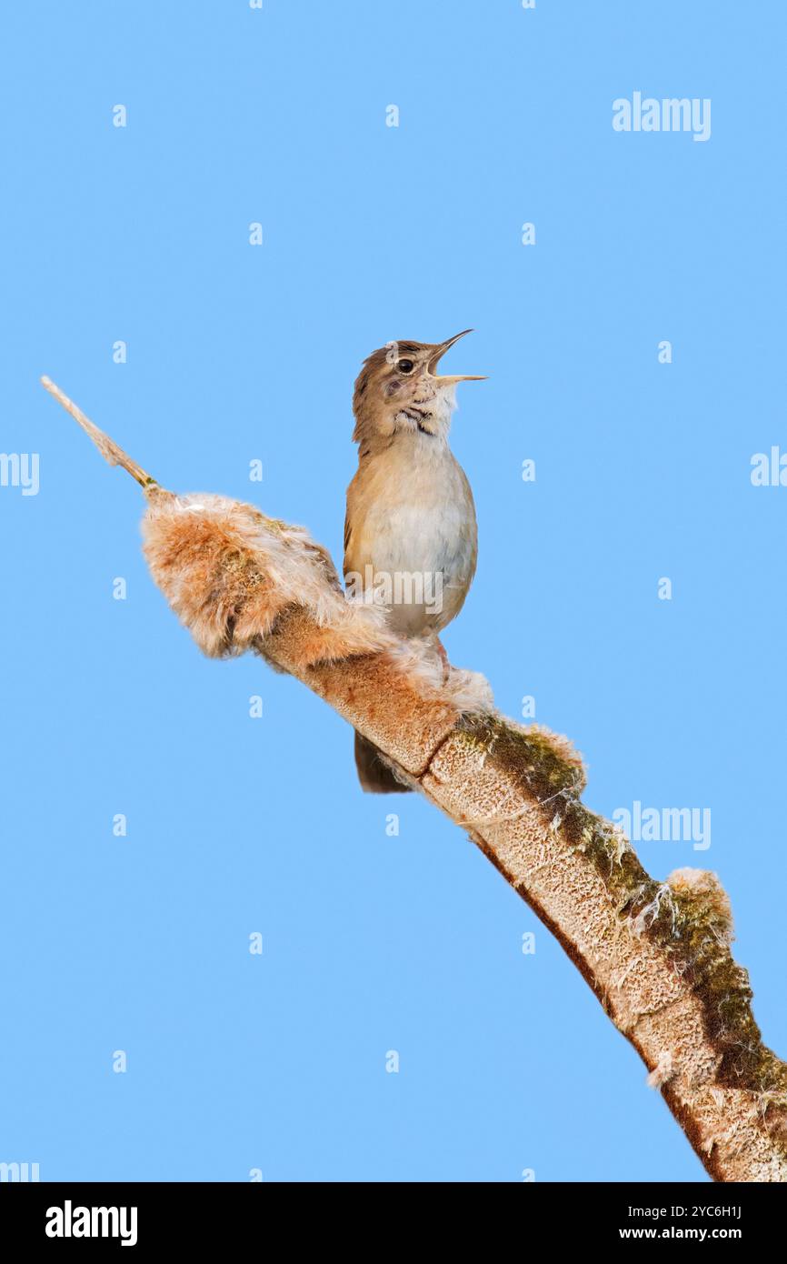 Le mâle de la paruline de Savi (Locustella luscinioides) qui chante de la pointe du bulrush dans les zones humides au printemps Banque D'Images