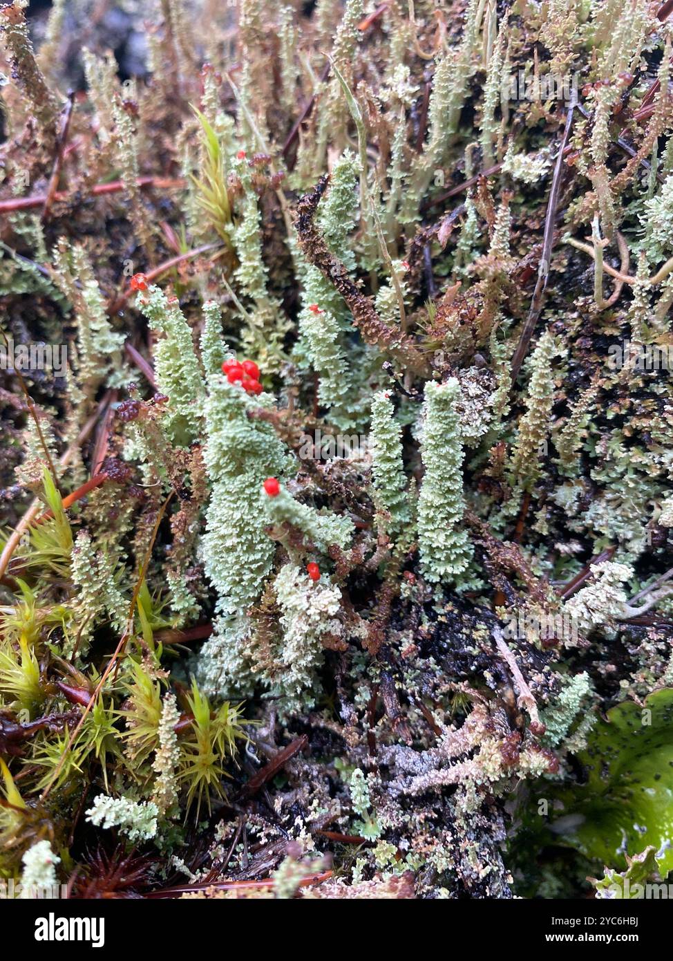 Soldats jouets (Cladonia bellidiflora) champignons Banque D'Images