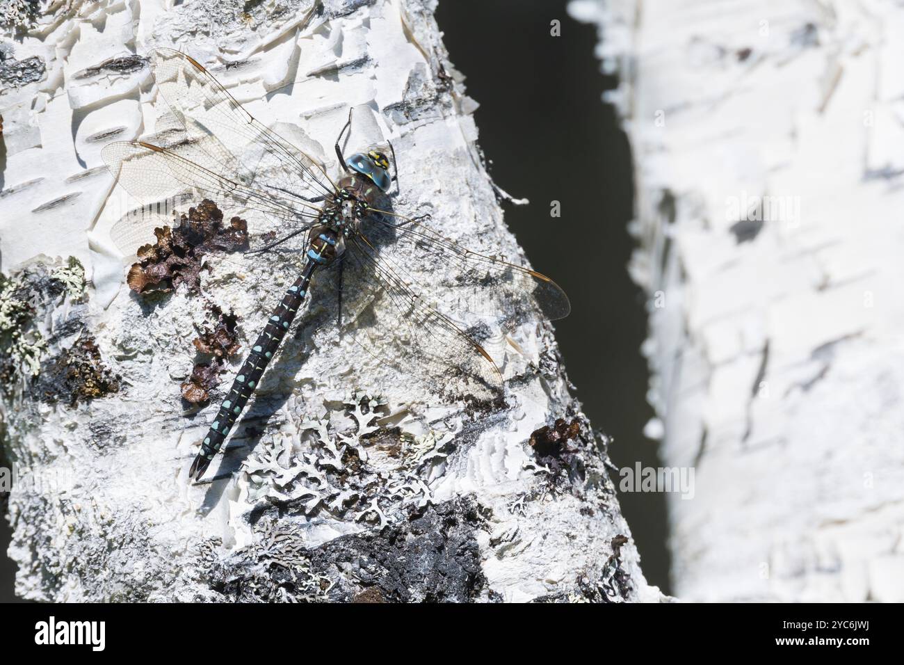Torf-Mosaikjungfer, Männchen, Torfmosaikjungfer, Mosaikjungfer, Aeshna juncea, Aeschna juncea, Common Hawker, Sedge Darner, masculin, Edellibelle, Aeshnid Banque D'Images