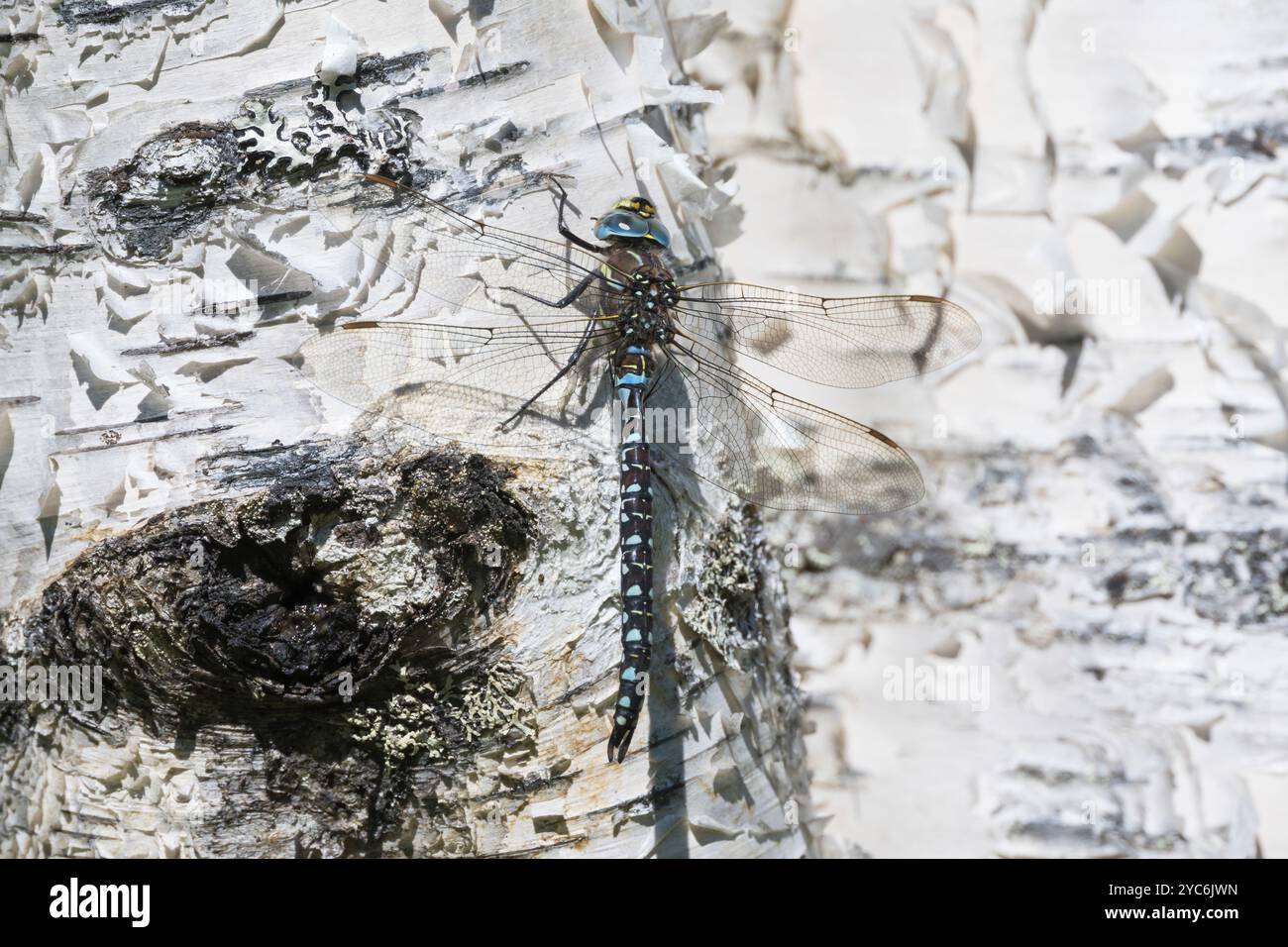 Torf-Mosaikjungfer, Männchen, Torfmosaikjungfer, Mosaikjungfer, Aeshna juncea, Aeschna juncea, Common Hawker, Sedge Darner, masculin, Edellibelle, Aeshnid Banque D'Images