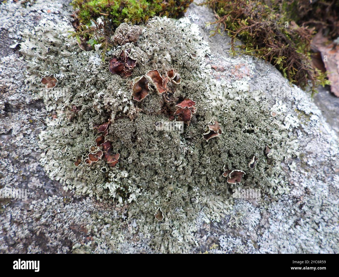 Champignons de roche poivrés (Xanthoparmelia conspersa) Banque D'Images