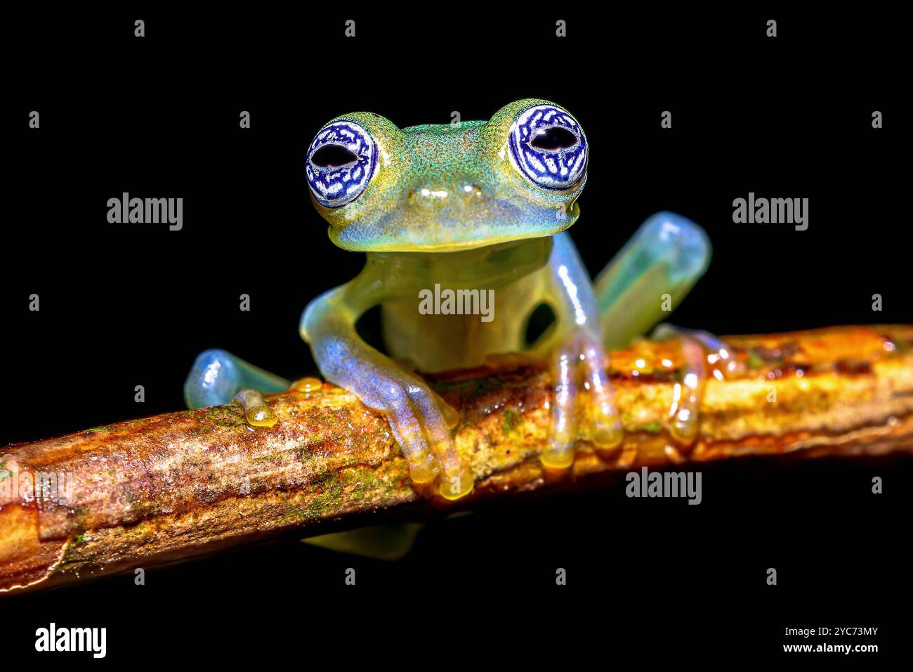 La grenouille en verre fantôme (Sachatamia ilex) est une espèce de grenouille de la famille des Centrolenidae. On le trouve dans l'est du Nicaragua, au Costa Rica, au Panama, dans l'ouest du Col Banque D'Images