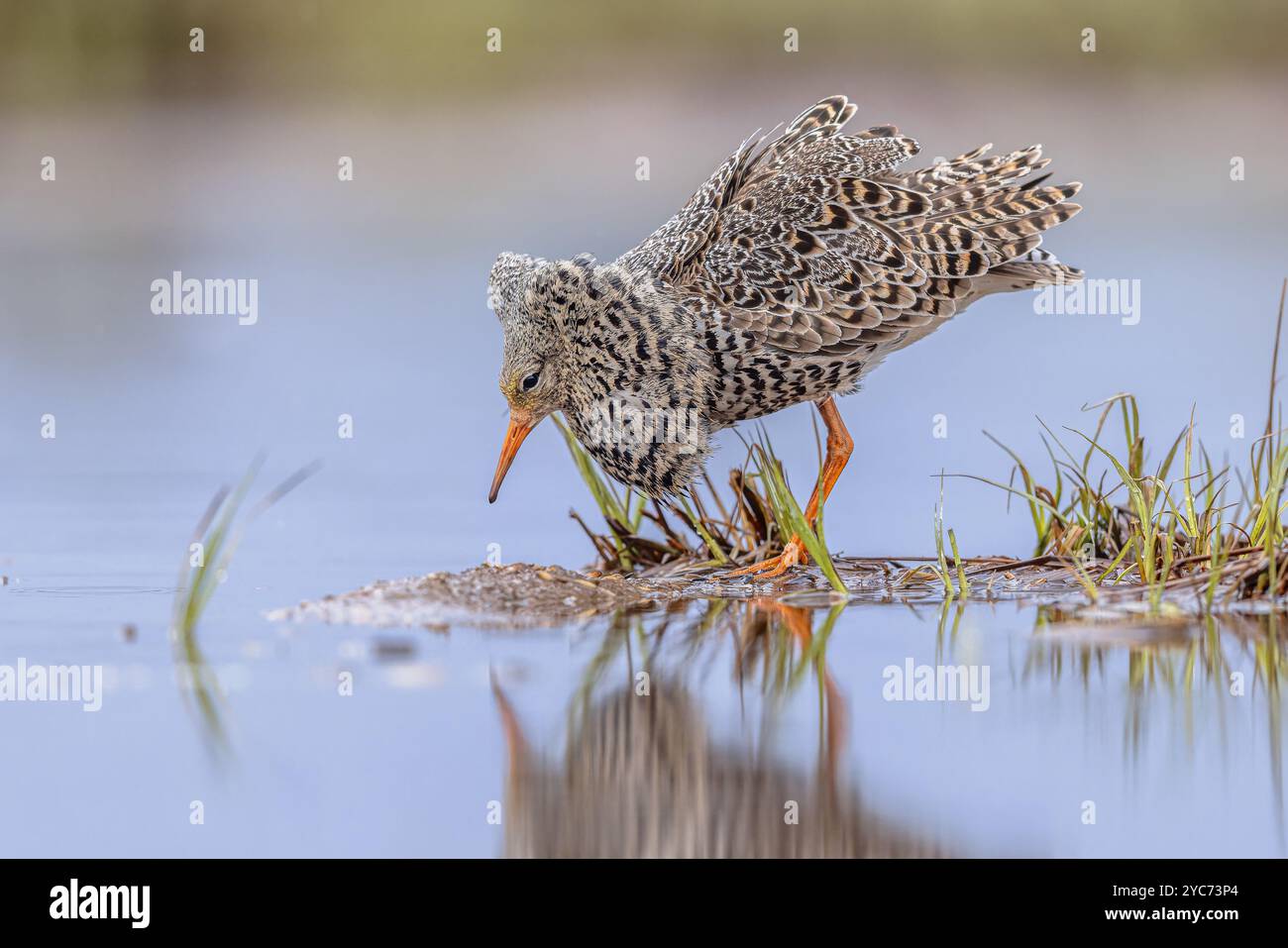 Ruff (Calidris pugnax) est un échassier de taille moyenne qui se reproduit dans les marais et les prairies humides du nord de l'Eurasie. Ce piper de sable très grégaire Banque D'Images