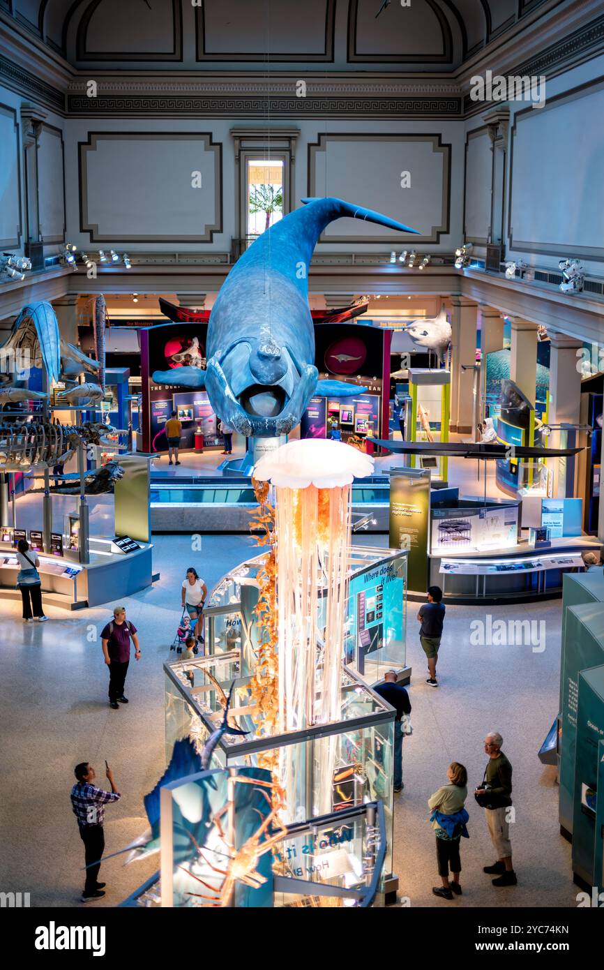 Musée national d'histoire naturelle Sant Ocean Hall Washington DC // WASHINGTON DC — le Sant Ocean Hall du Musée national d'histoire naturelle est la plus grande exposition marine des États-Unis. Cette salle de 23 000 pieds carrés présente une maquette grandeur nature d'une baleine noire de l'Atlantique Nord, un spécimen de calmar géant et des expositions immersives présentant les écosystèmes marins de la préhistoire à nos jours. L'exposition démontre le rôle essentiel de l'océan dans les processus biologiques et géologiques de la Terre. Banque D'Images