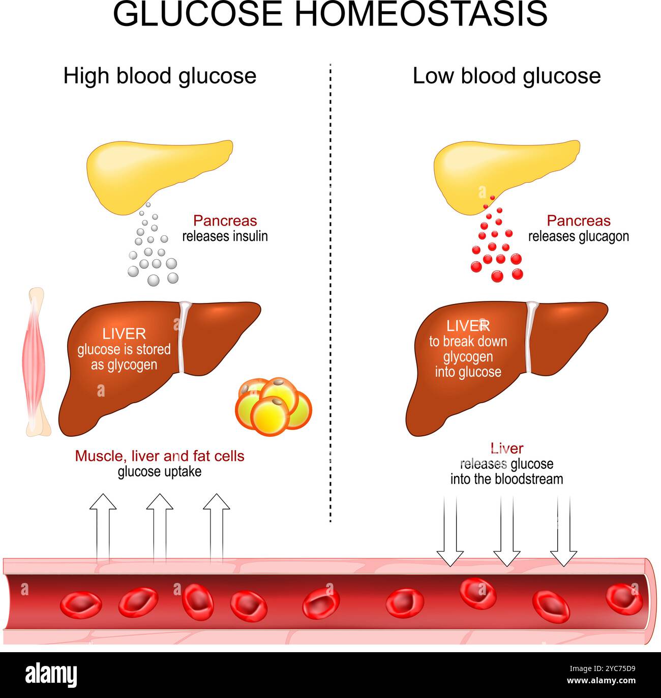 L'homéostasie glucidique. Régulation glycémique. Insulino-sécrétion. Libération de glucagon. Foie et pancréas. Diagramme vectoriel Illustration de Vecteur