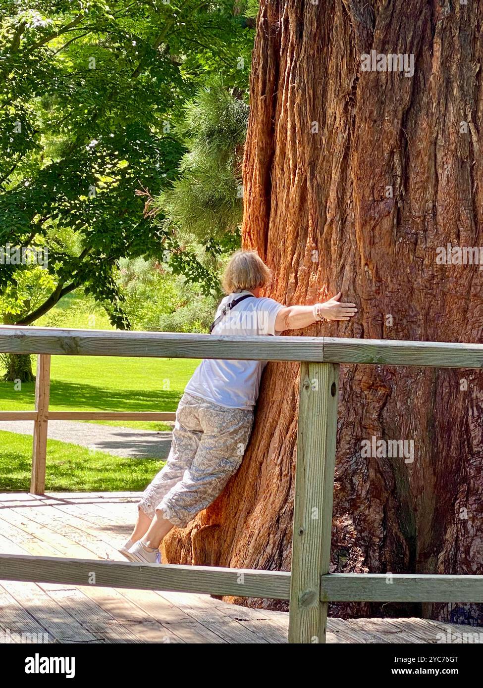 Femme embrassant Ancient Tree dans Sunlit Park Banque D'Images