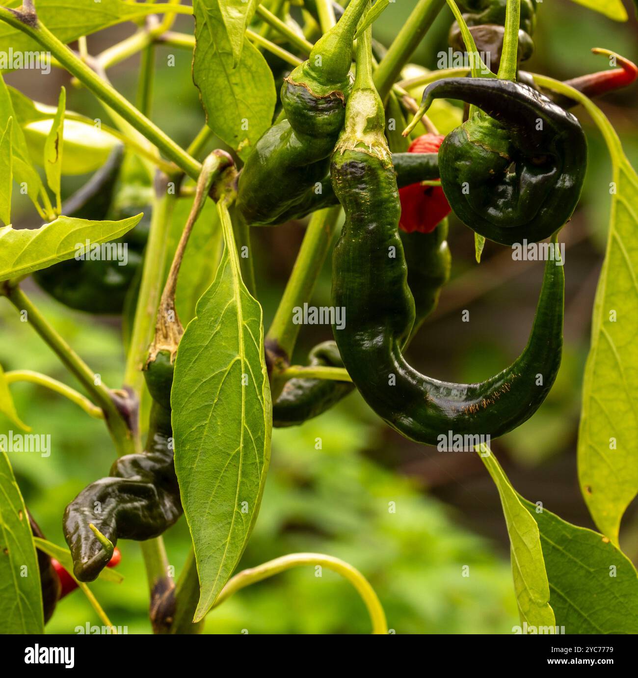 Intéressant gros plan portrait de plante alimentaire de Chilli 'Joe's long', Chili de Cayenne Chili.poivre spray, gaz lacrymogène, irritants chimiques, armes moins létales, Banque D'Images