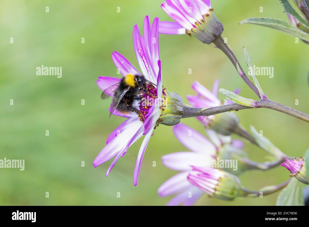 Gros plan de Meadow Bumblebee, Bombus pratorum, buvant sur le cœur lilas violet d'un Pericallis × hybrida avec des sépales lilas blancs contre un YE simple Banque D'Images