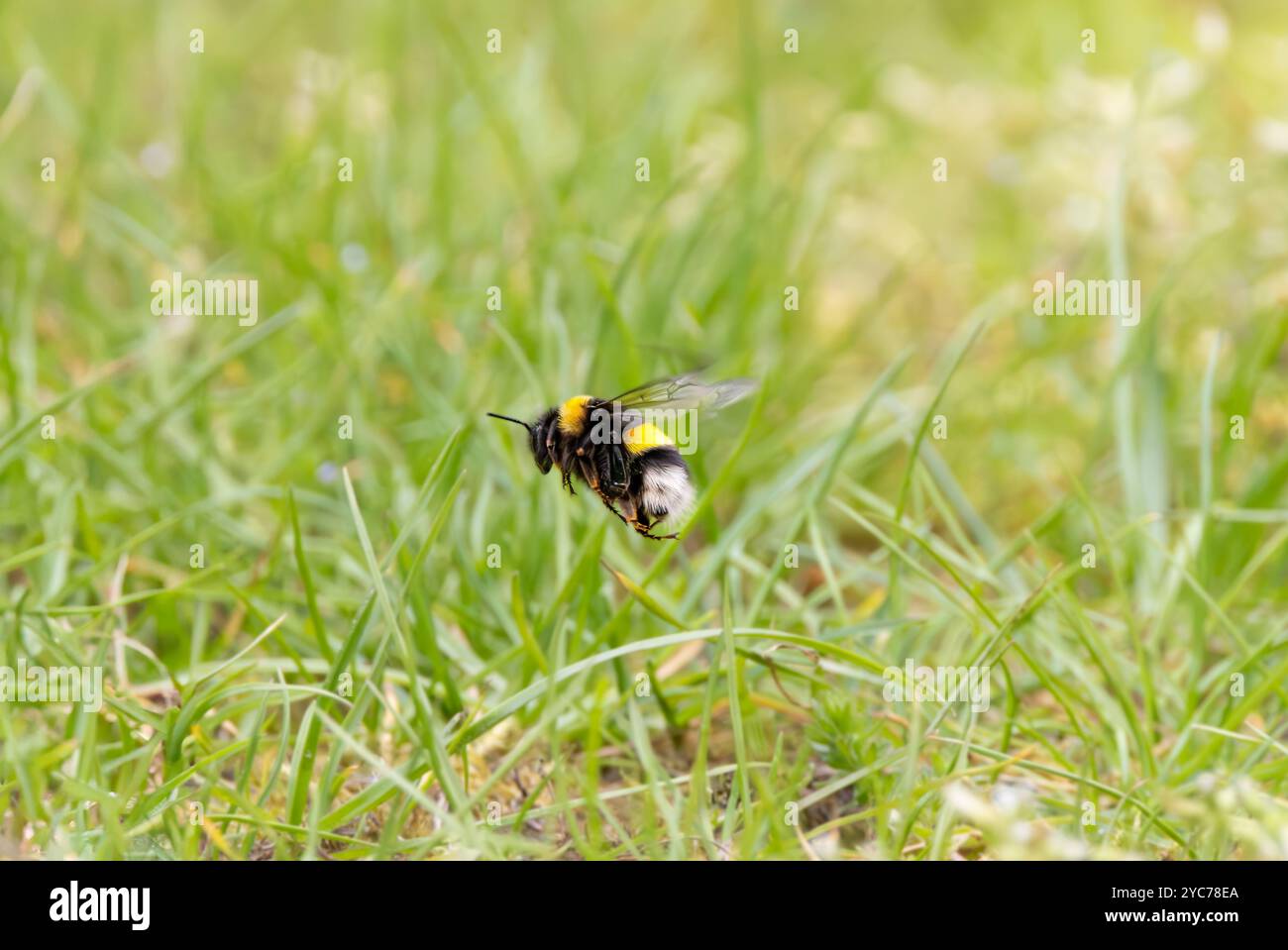 Gros plan d'un Bumblebee indigène de la Terre, Bombus terrestris, volant au-dessus de prairie sur fond vert flou de feuilles d'herbe Banque D'Images