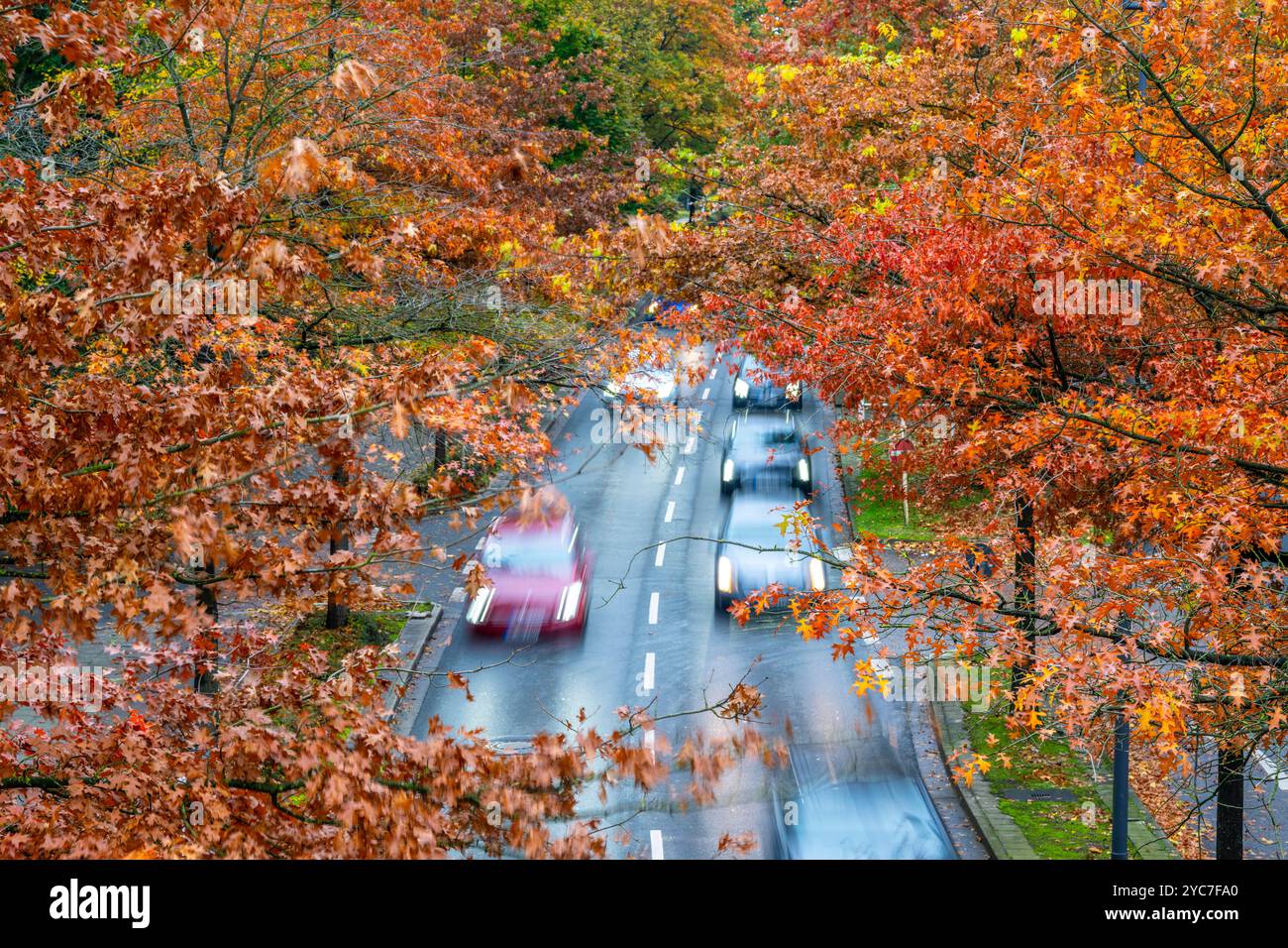 Automne, trafic routier, centre-ville, arbres aux couleurs automnales bordent une route à 4 voies, image symbolique, Bottroper Straße à Essen, NRW, Allemagne, Banque D'Images