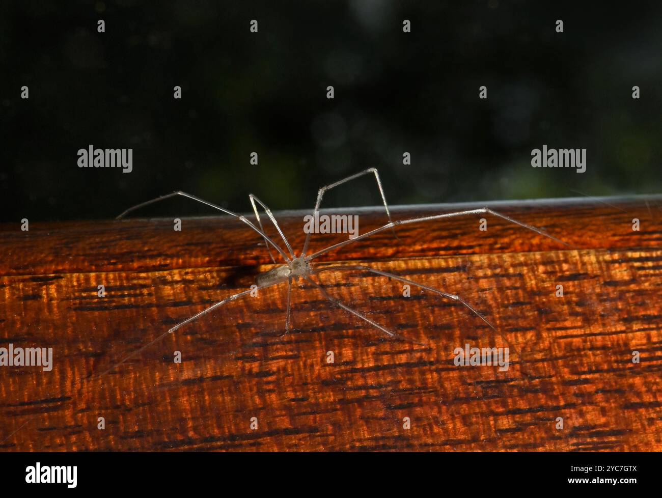 Une araignée de cave longue corsée, Pholcus phalangioides, marchant le long d'un cadre de fenêtre en bois. Gros plan, bien focalisé et l'araignée semble translucide. Banque D'Images