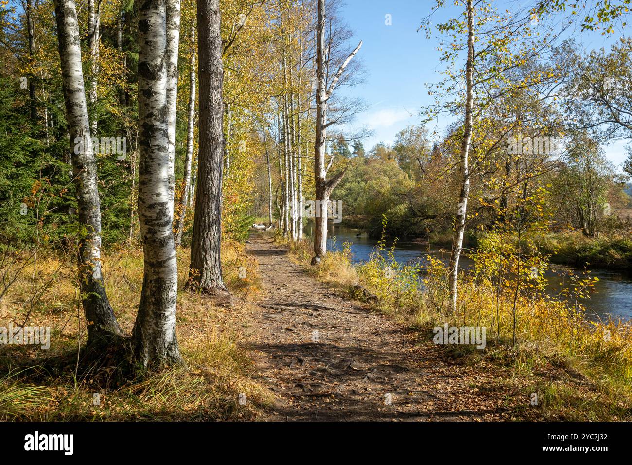 Paysage d'automne coloré ensoleillé le long de la rivière. Un chemin bordé d'arbres d'automne le long de la rivière Banque D'Images
