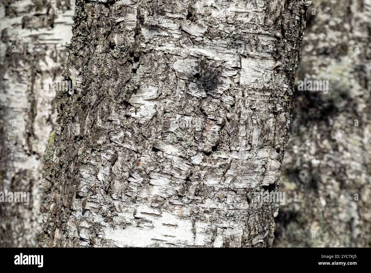 Détail de fond de l'écorce de bouleau. Texture d'un bouleau gros plan. Fond de texture de tronc d'arbre de bouleau. Banque D'Images