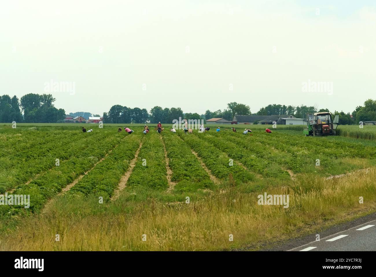 Konin, Pologne - 16 juin 2023 : sous un ciel d'été brumeux, des travailleurs dévoués peuvent être vus cueillir soigneusement les cultures dans un champ vert vibrant, environnant Banque D'Images