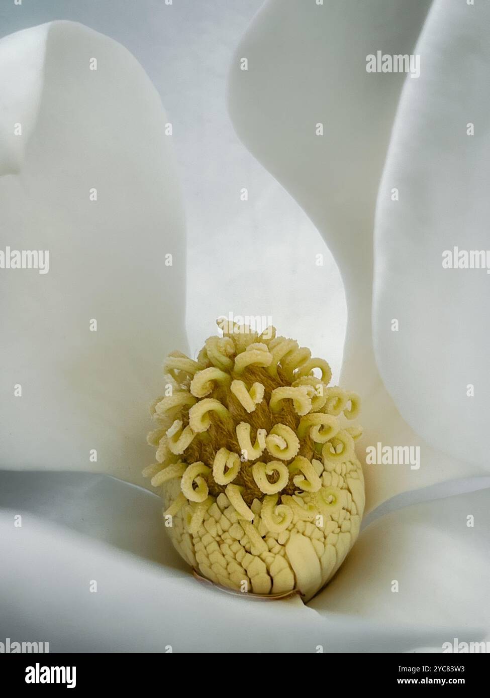 Un coeur floral - Magnolia du Sud - Image de stock capturée avec un smartphone