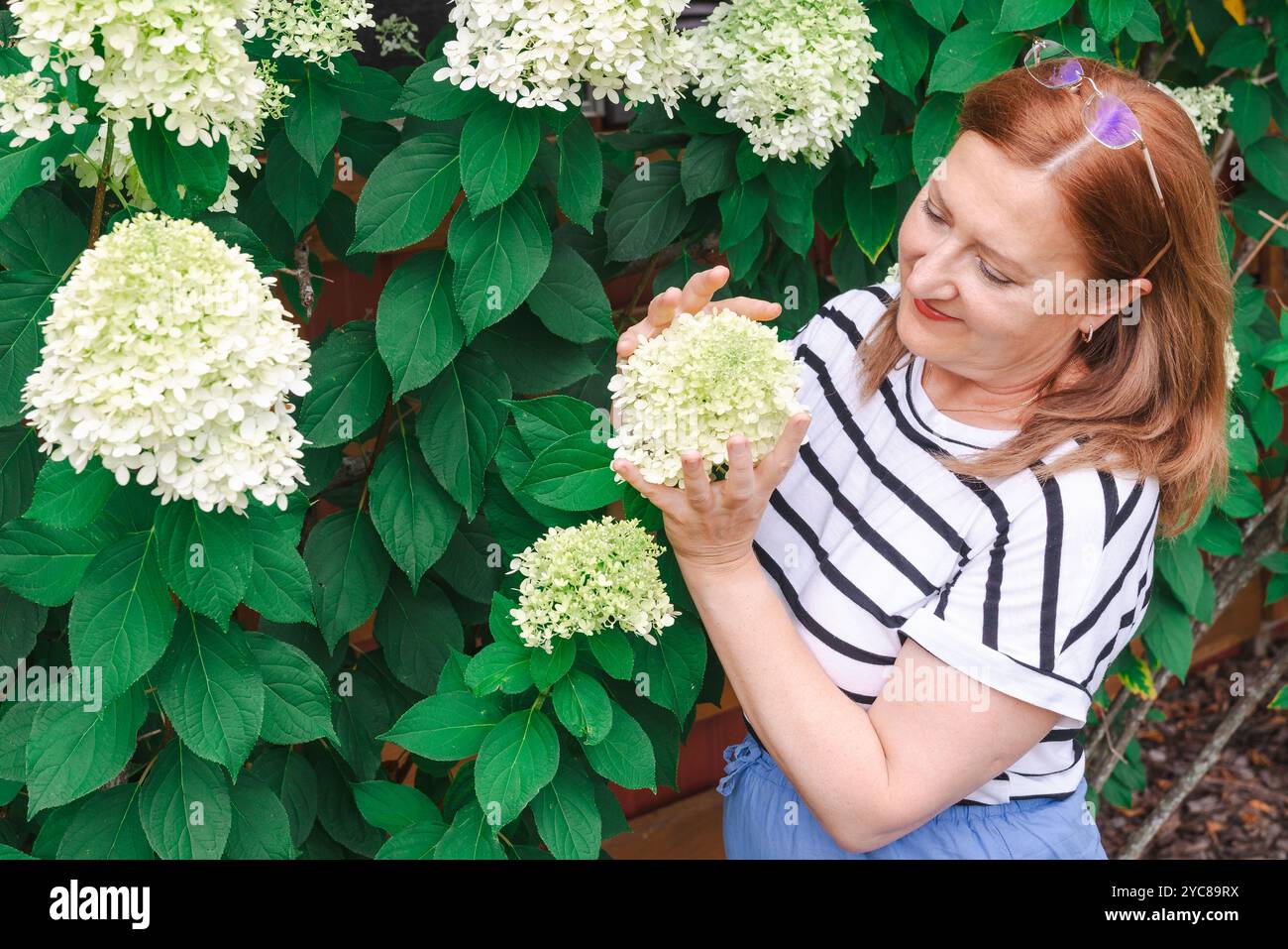 Belle femme mature avec un buisson de panicule hydrangea en pleine floraison Banque D'Images Belle femme mature avec un buisson de panicule hydrangea en pleine floraison Banque D'Images
