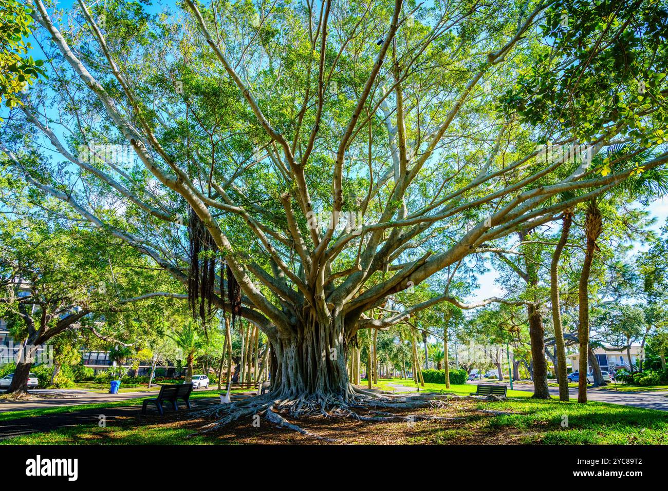 Bel arbre banyan sur le boulevard а à Venise, Floride Banque D'Images