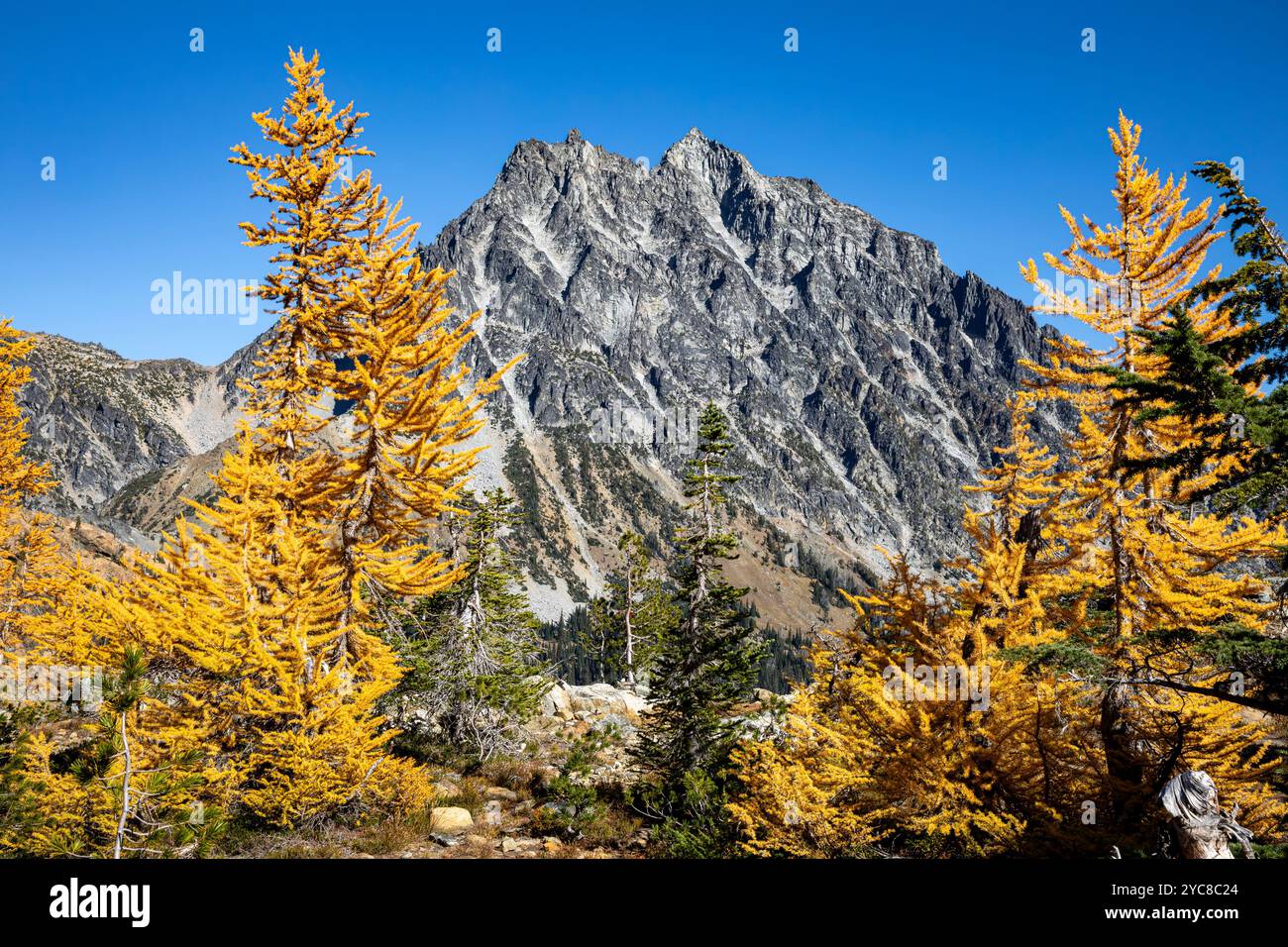 WA25837-00...WASHINGTON - Larch en couleur d'automne et vue sur le mont Stuart dans la nature sauvage des lacs alpins. Banque D'Images