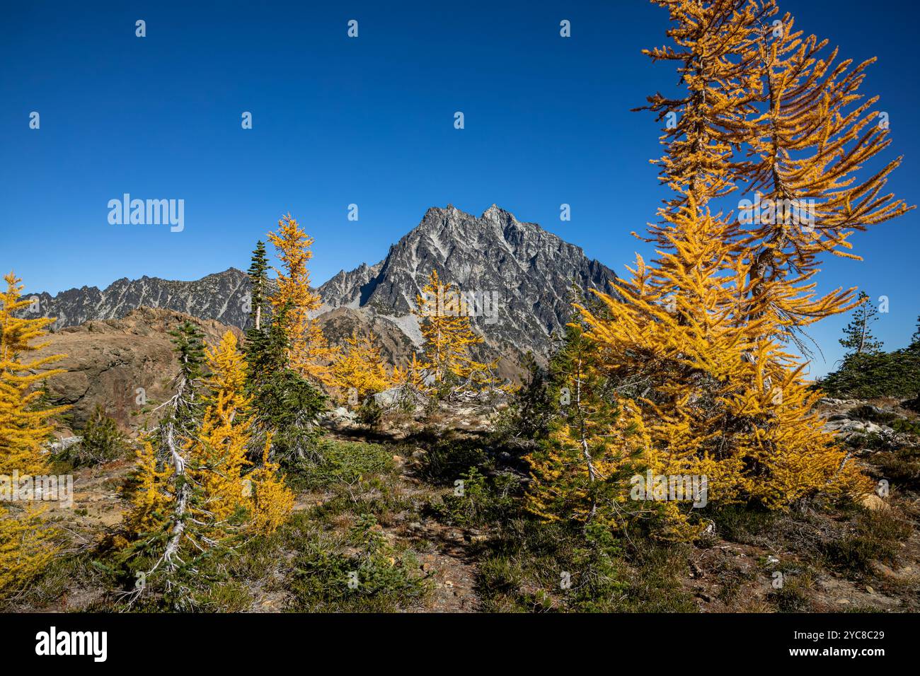 WA25838-00...WASHINGTON - mélèzes de l'Ouest aux couleurs vives de l'automne avec le mont Stuart au loin ; Alpine Lakes Wilderness. Banque D'Images