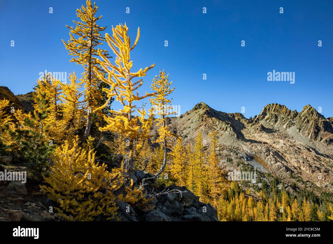 WA25861-00...WASHINGTON - Larch aux couleurs vives de l'automne et les montagnes Wenatchee dans les lacs alpins Wiiderness. Banque D'Images