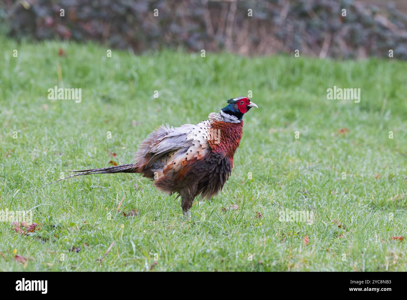 Faisan [ Phasianus colchicus ] oiseau mâle se frictionnant ou secouant les plumes Banque D'Images
