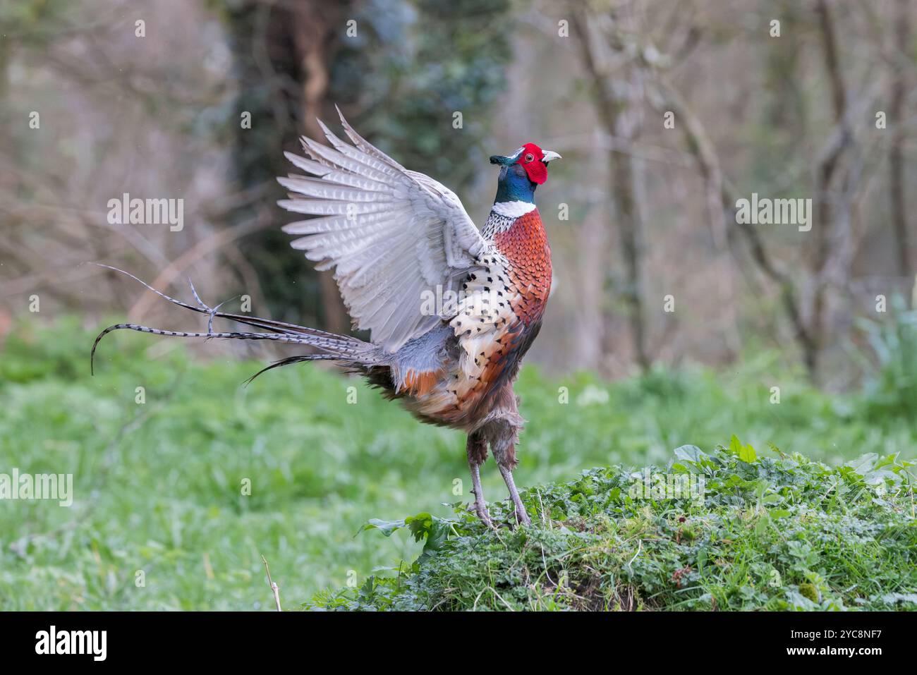 Oiseau mâle faisan [ Phasianus colchicus ] en exposition territoriale Banque D'Images