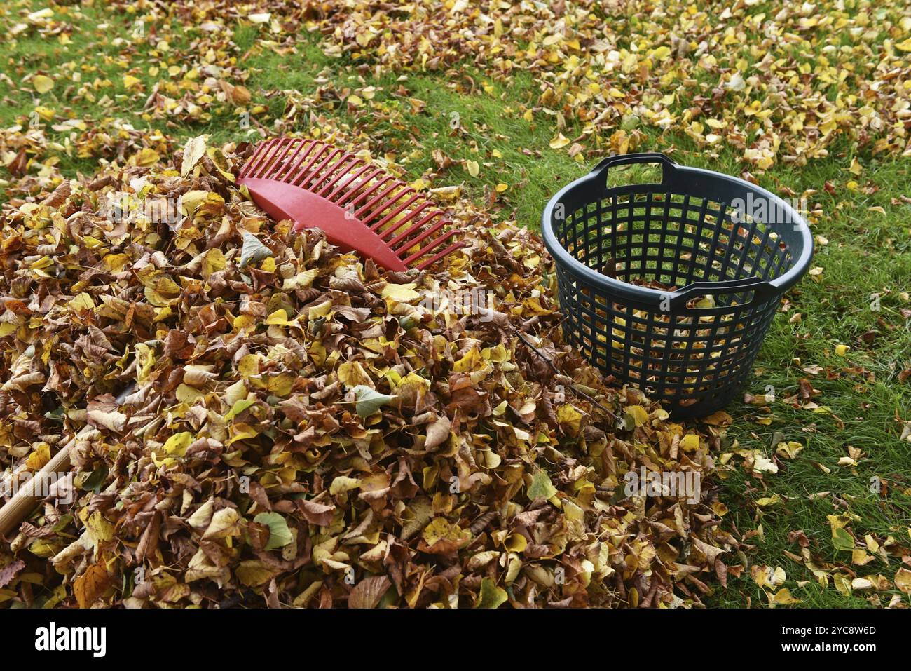 Enlever les feuilles fanées, feuilles d'automne dans le jardin, Schleswig-Holstein, Allemagne, Europe Banque D'Images