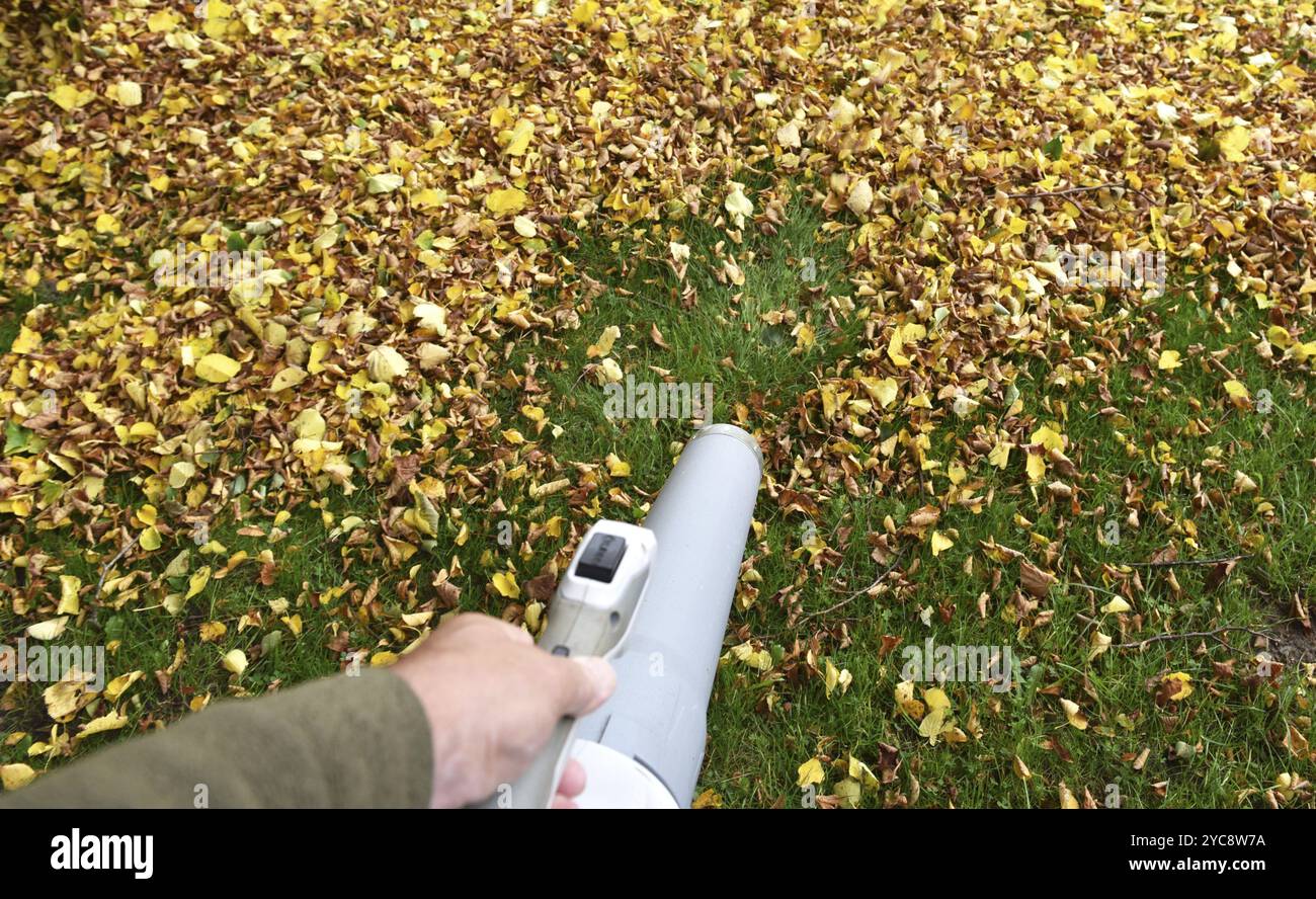 Enlever les feuilles fanées, feuilles d'automne dans le jardin, Schleswig-Holstein, Allemagne, Europe Banque D'Images