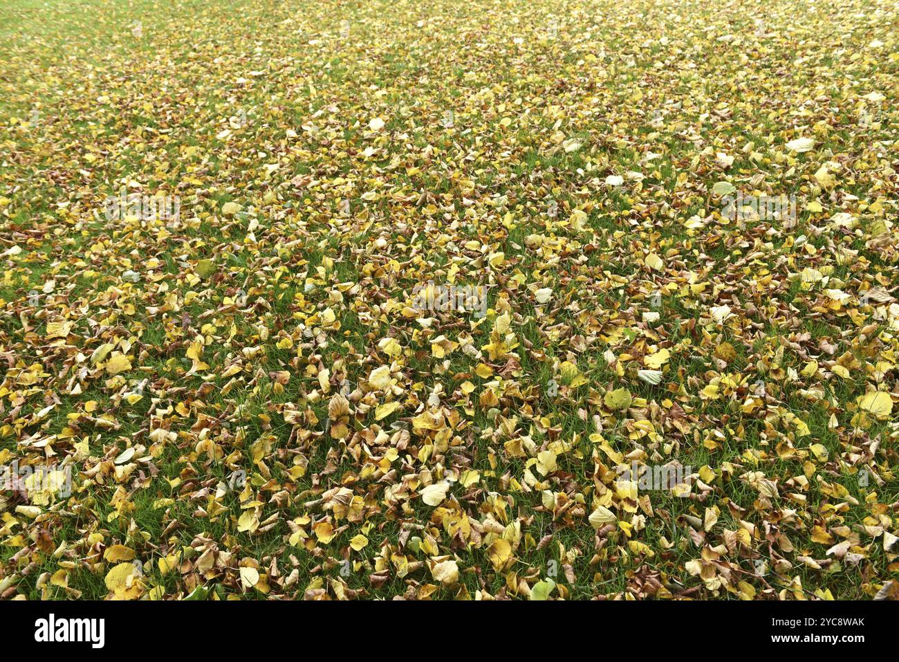 Enlever les feuilles fanées, feuilles d'automne dans le jardin, Schleswig-Holstein, Allemagne, Europe Banque D'Images