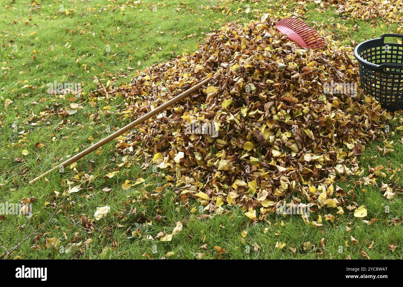Enlever les feuilles fanées, feuilles d'automne dans le jardin, Schleswig-Holstein, Allemagne, Europe Banque D'Images