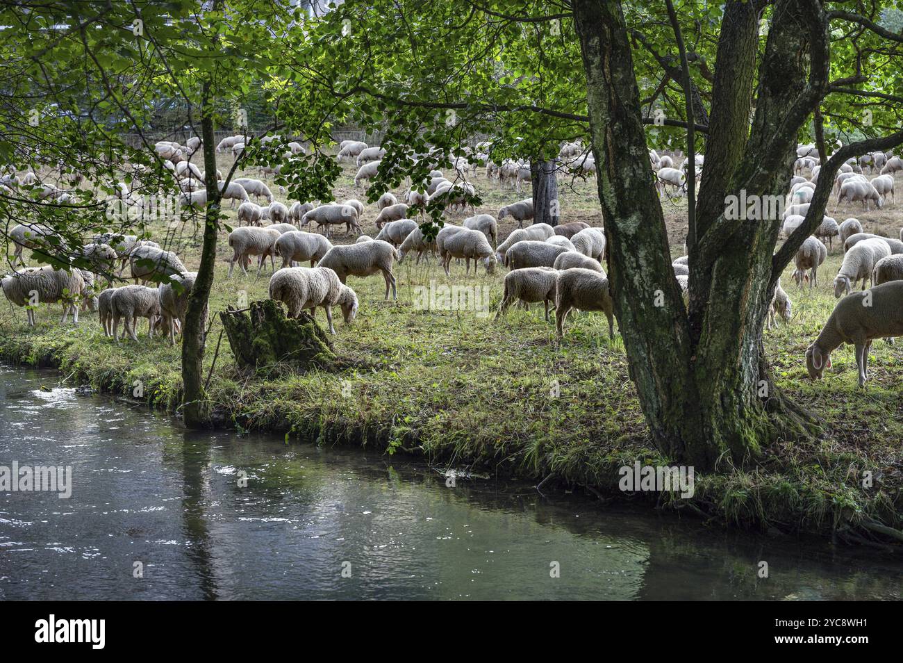 Troupeau de moutons (Ovis aries) pâturant au bord d'une rivière, clôturé en pâturage, Suisse franconienne, Egloffstein, haute-Franconie, Bavière, Allemagne, Europe Banque D'Images