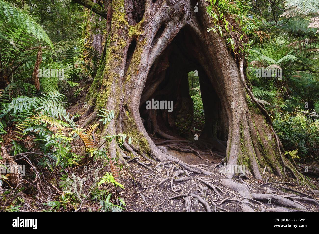 Un tronc creux le long de la Marche de la forêt tropicale de Maits Rest au cœur de la magnifique chaîne des Otway, Apollo Bay, Victoria, Australie, Océanie Banque D'Images