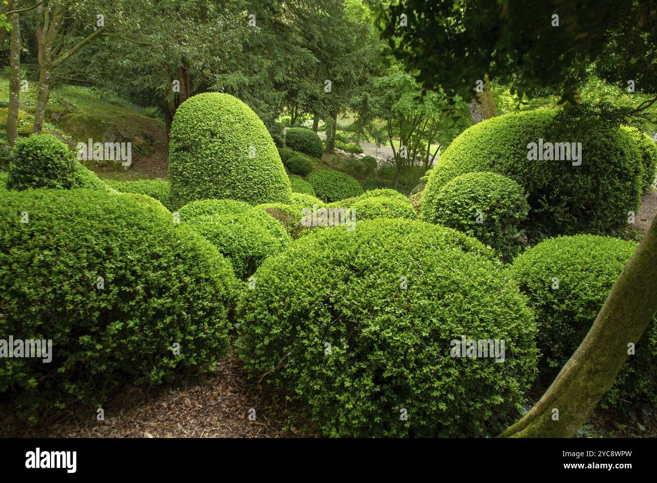 Buissons topiaires dans le jardin japonais dans les pays de la Loire, France, ville de Maulivrier, beauté dans la nature en France, Europe Banque D'Images