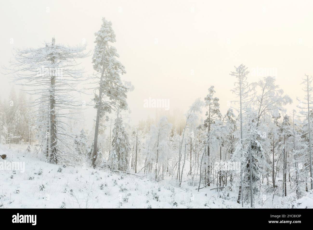 Vieux chicot dans un paysage d'hiver glacial à un marais Banque D'Images