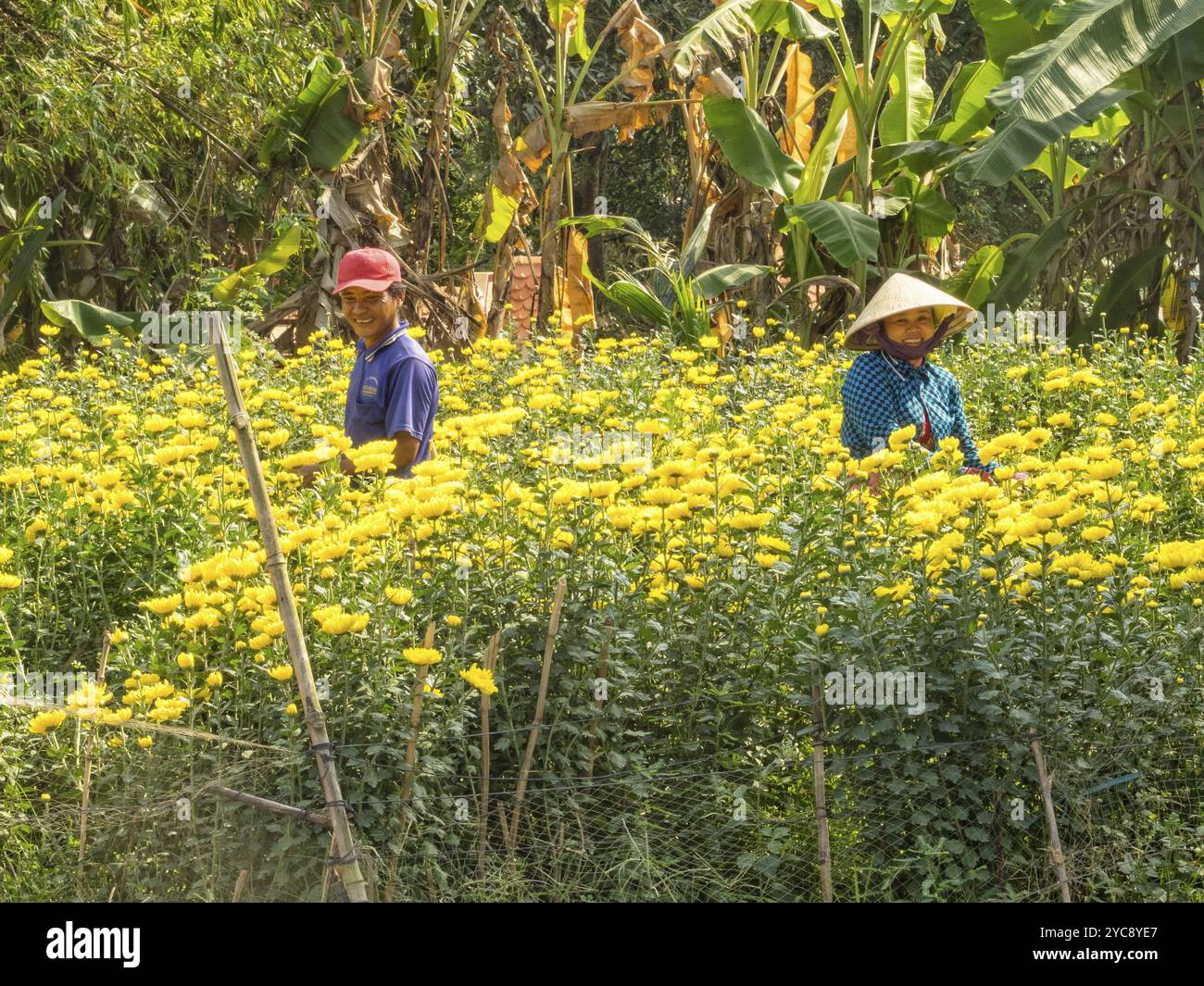 Deux ouvriers souriants cueillent des fleurs jaunes de chrysanthème pour le marché avant le nouvel an vietnamien, Phong Dien, Vietnam, Asie Banque D'Images