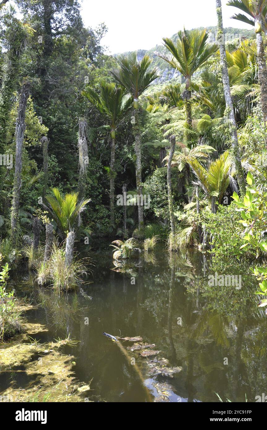 Palmiers Nikau poussant dans les zones humides près de Punakaiki, Westland, Nouvelle-Zélande, Océanie Banque D'Images