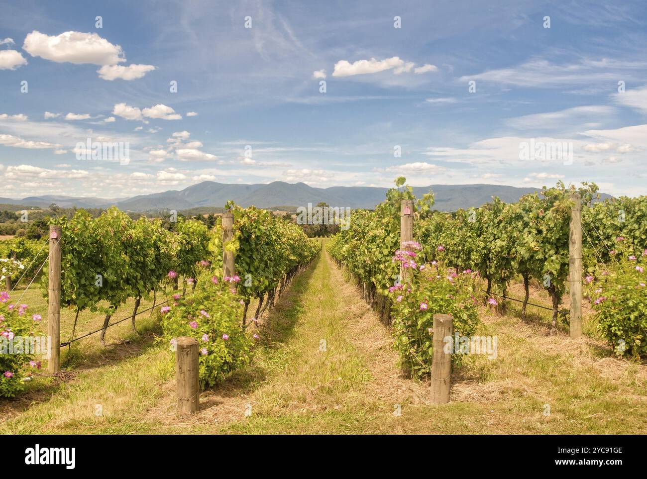 Rangées de vignes dans un vignoble de la Yarra Valley, Yarra Glen, Victoria, Australie, Océanie Banque D'Images