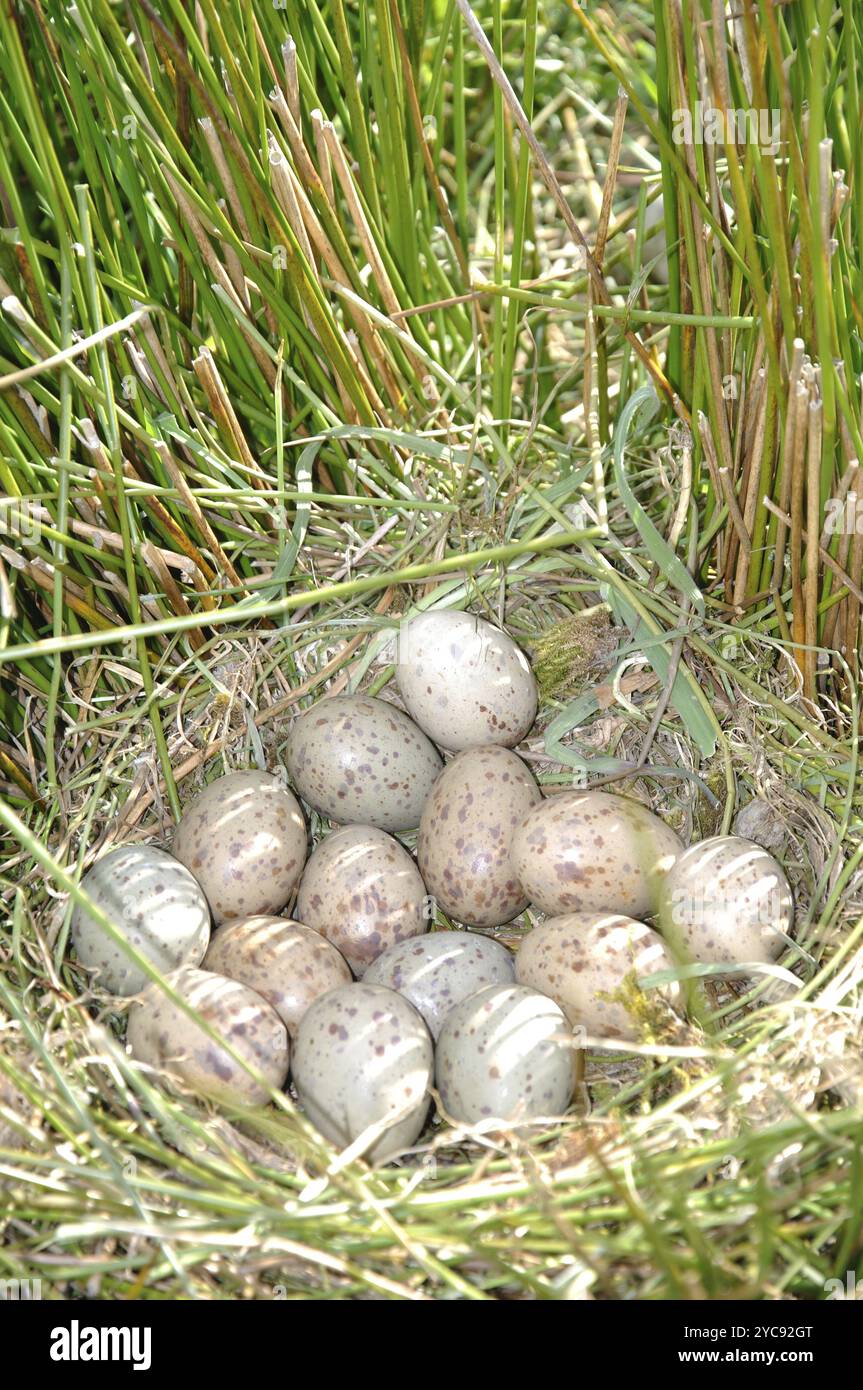 Œufs pondus par un écouvillon ou un pukeko (Porphryio porphyrio), Côte Ouest, Île du Sud, Nouvelle-Zélande, Océanie Banque D'Images